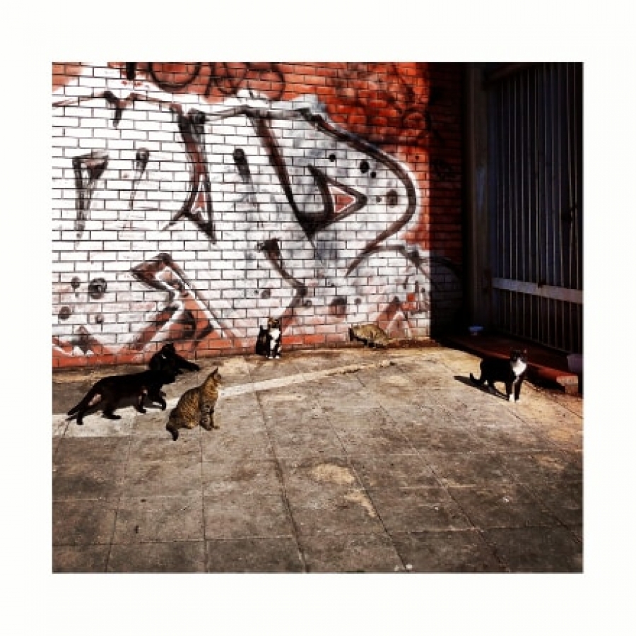 Cats 2020 , Γάτες 2020 photography/φωτογραφία Κωνσταντίνος Κουμλής