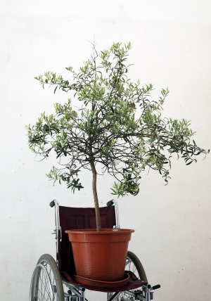 Wheelchair with Olive Tree