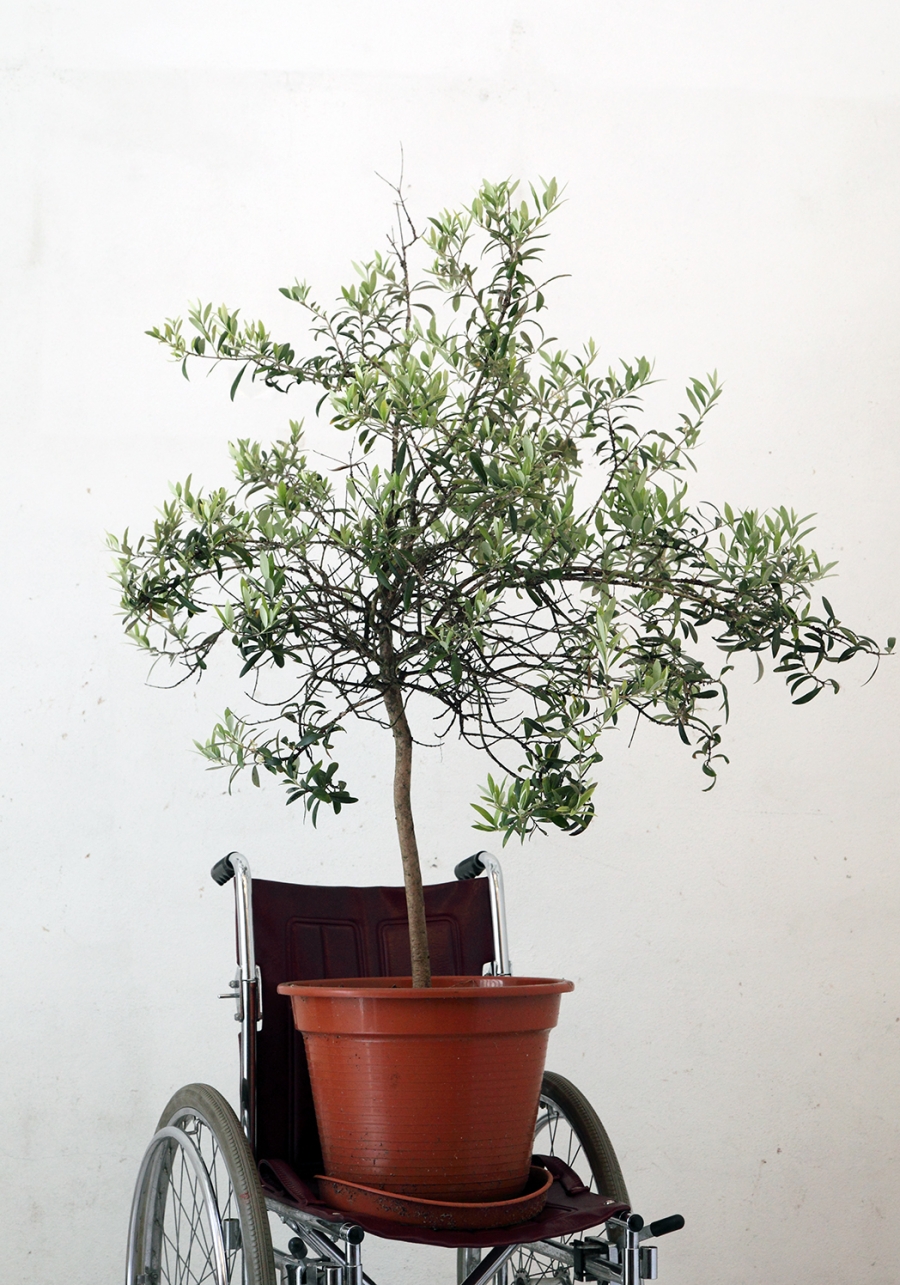 Wheelchair with Olive Tree